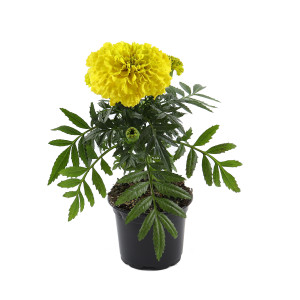 Planta de gradina, cu flori, craita - Tagetes erecta, D 9 cm