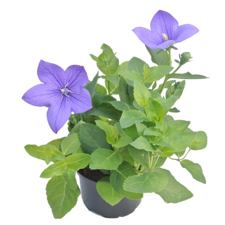 Planta exterior, cu flori, Platycodon, diverse culori, D 10.5 cm