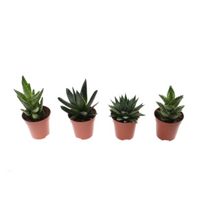 Planta interior - Aloe mix, D 5.5 cm