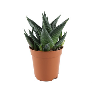 Planta interior - Aloe Squarosa (aloe), D 5.5 cm