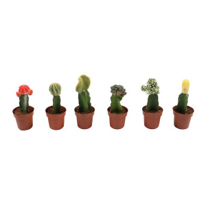 Planta interior - Cactus gymnocalyc mix, H 20 cm, D 8.5 cm