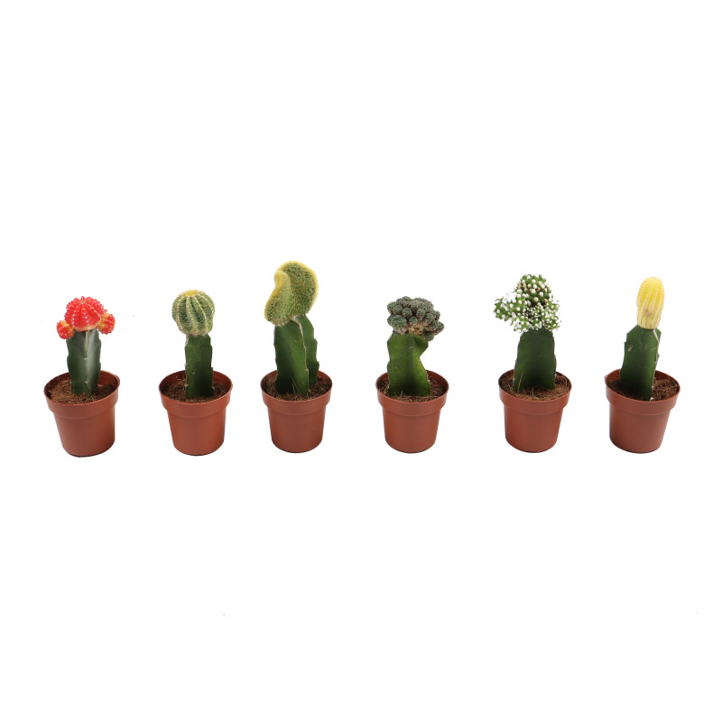 Planta interior - Cactus gymnocalyc mix, H 20 cm, D 8.5 cm