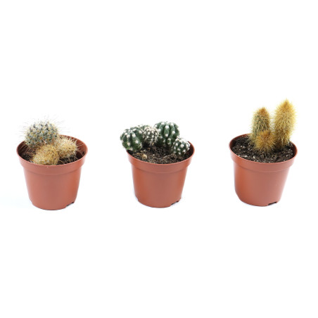 Planta interior - Cactus mix, D 10 cm