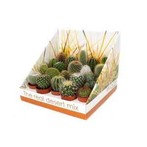 Planta interior - Cactus mix, D 5.5 cm