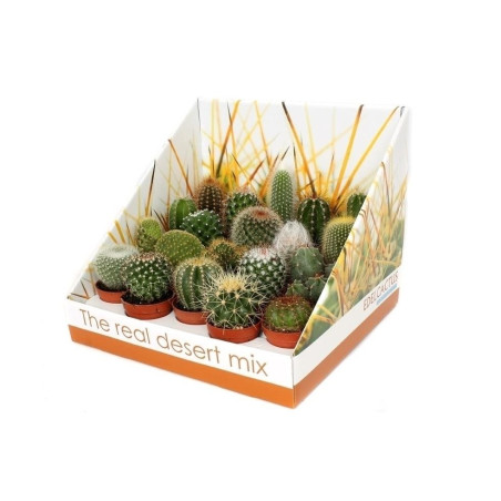 Planta interior - Cactus mix, D 5.5 cm