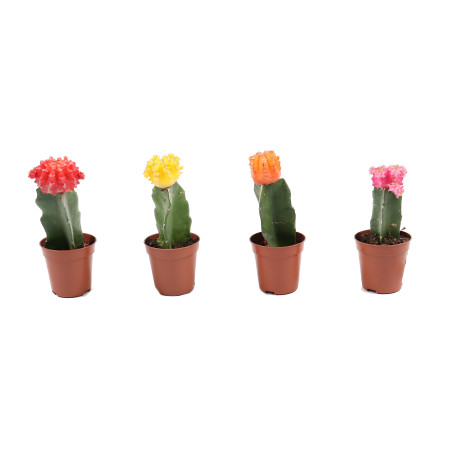 Planta interior - Cactus mix gymnocalycium, D 5.5 cm
