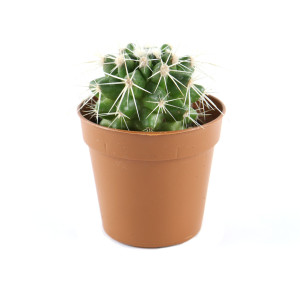 Planta interior - Echinocactus Grusoni (cactus), D 5.5 cm