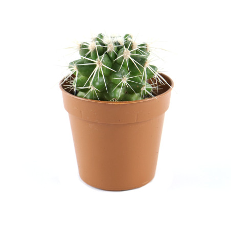 Planta interior - Echinocactus Grusoni (cactus), D 5.5 cm