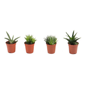 Planta interior Haworthia mix decor (cactus), D 5.5 cm