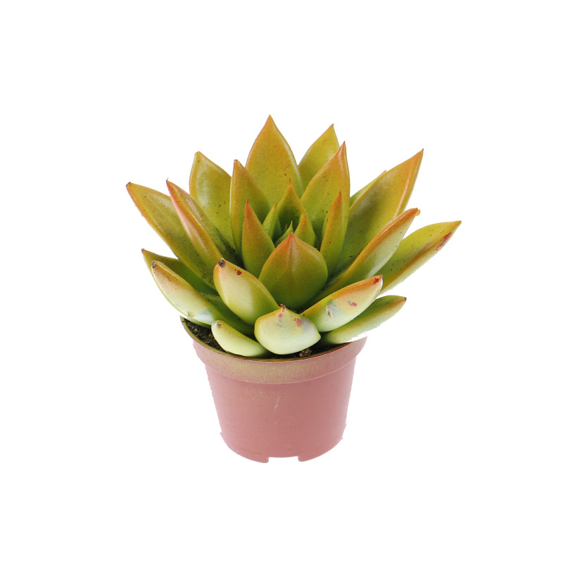 Planta interior, suculenta, Echeveria rainbow bicolor, D 6 cm