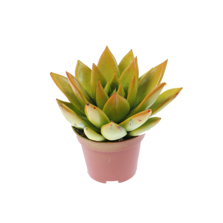 Planta interior, suculenta, Echeveria rainbow bicolor, D 6 cm