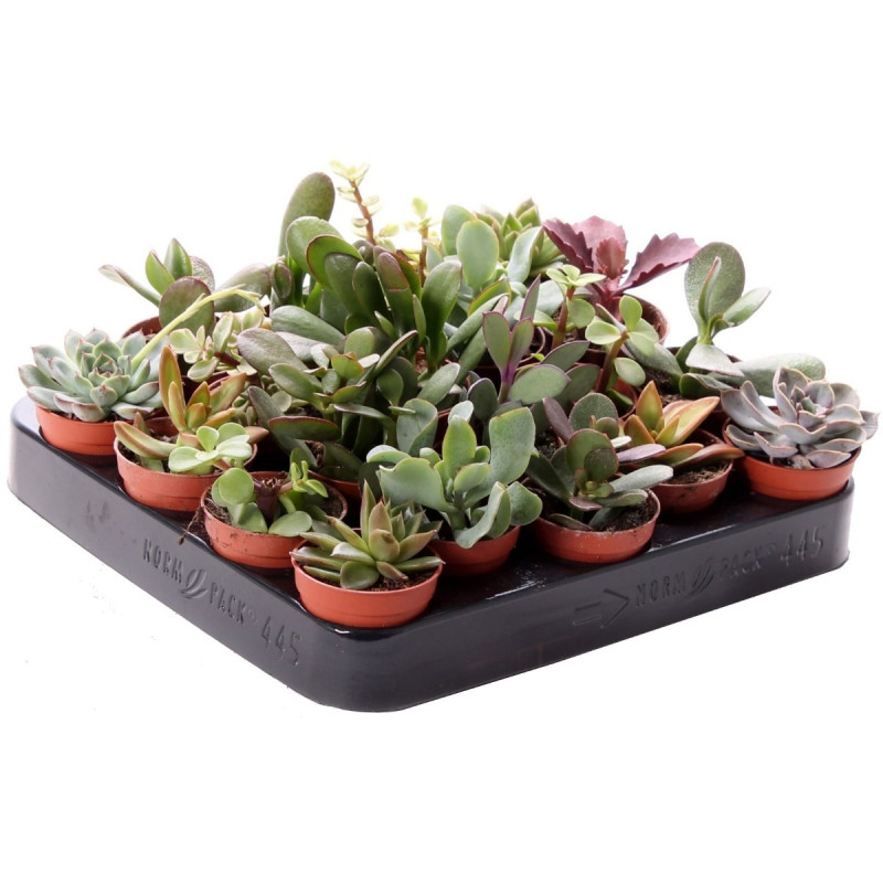 Plante interior - mix suculente, D 5.5 cm
