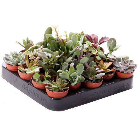 Plante interior - mix suculente, D 5.5 cm
