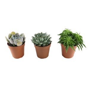 Plante interior - mix suculente, diverse specii, D 12 cm